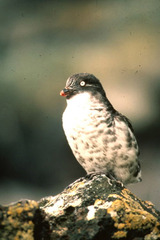 Least Auklet